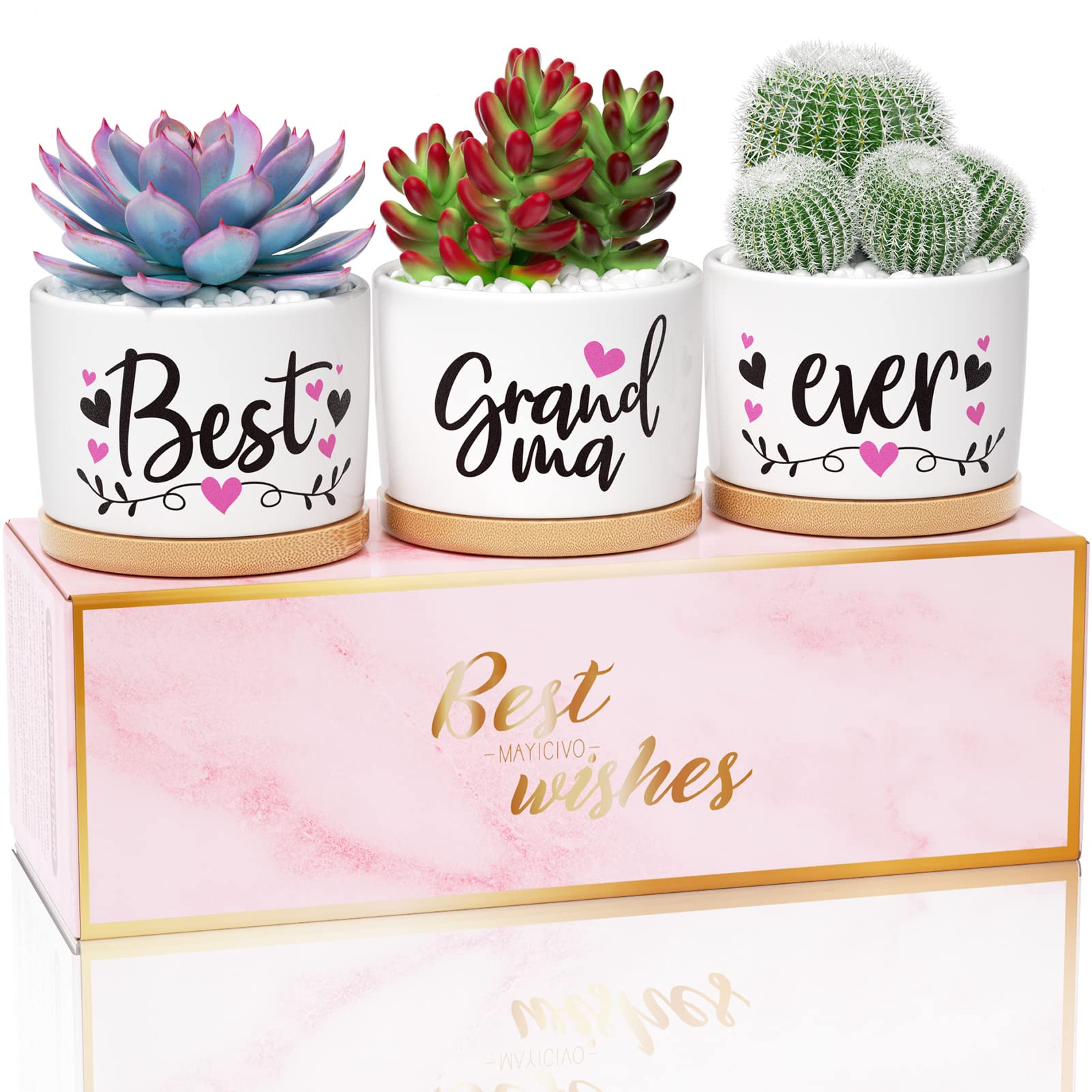 Conjunto de Vasos de Suculentas para Avó